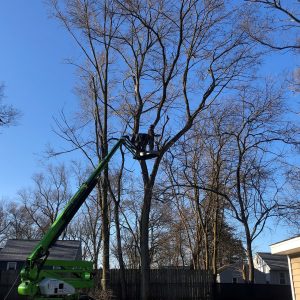 Seaben Tree Service