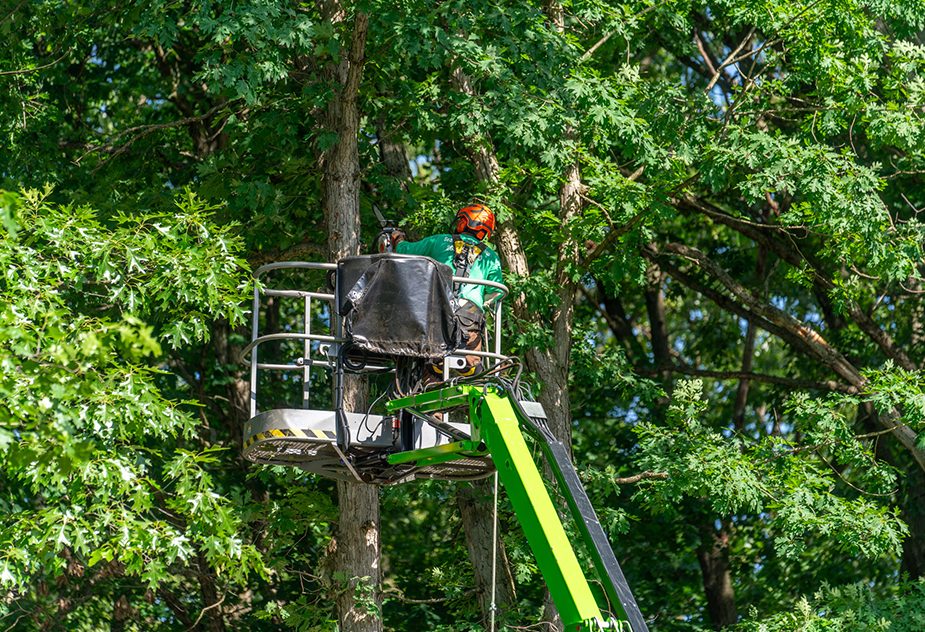 Experienced and Professional Tree Services in Kalamazoo