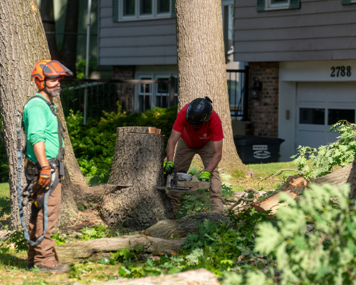 Seaben Tree Service