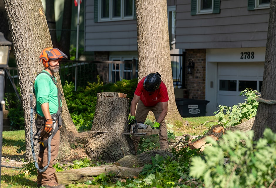 Stump Grinding