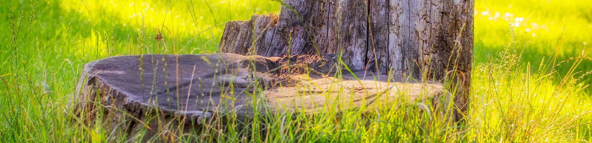 Stump Grinding