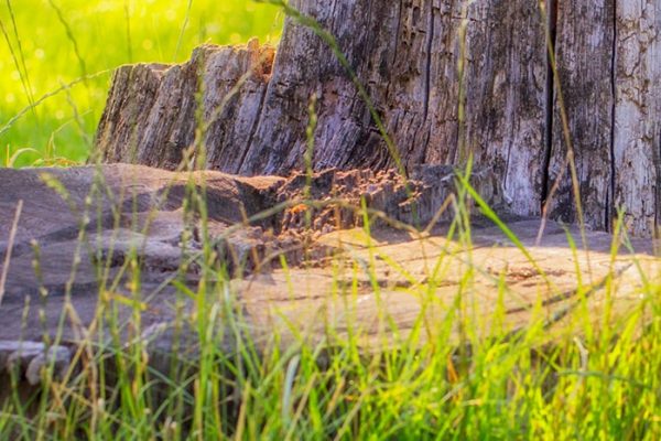 Stump Grinding