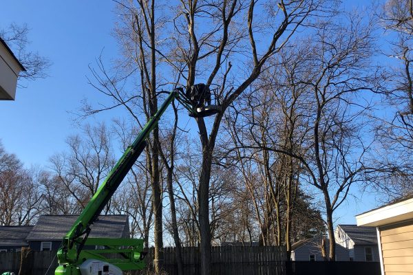 Seaben Tree Service